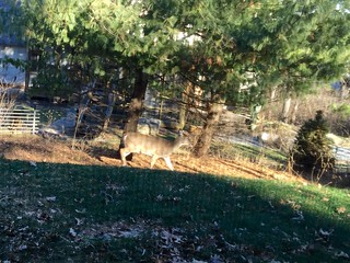 Deer - Some deer walkin through the back yard