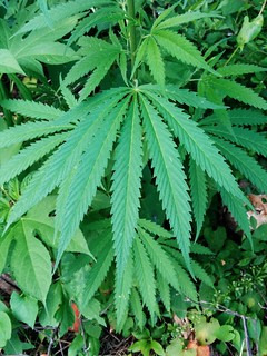 Biking - Found this beautiful plant while biking some trails in Iowa. Anyone know what this is?