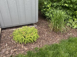 This is the 3rd plant that I’ve attempted to put here. Hopefully this one sticks