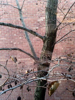 The branch has fallen