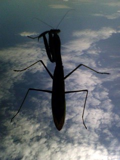 Praying Mantis!