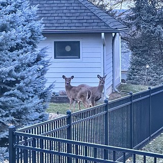 Deer - Neighbors