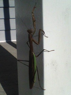 Praying Mantis