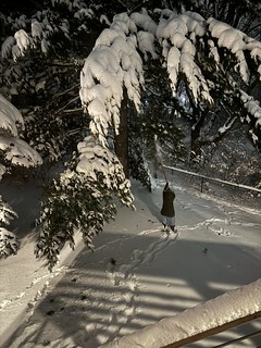 Kari tries to save some pine tree limbs