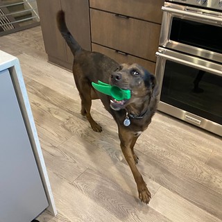 Benny Brooks - proud boy has a juicer