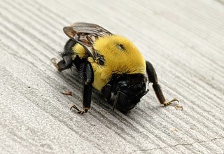 Bee - Look at this big boy
