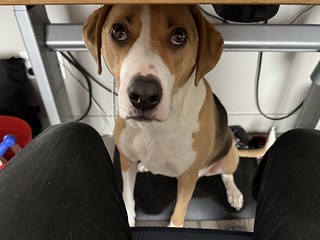 Durby would like a walk