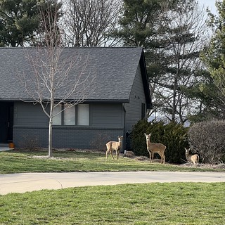 Deer - Got some lawn ornaments