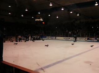 Dachsunds on ice