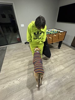 This is how Durby hugs/cuddles. He just crams his face in between your thighs. It is very awkward.