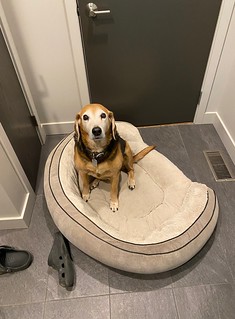 If you move his bed, he will sit in it.