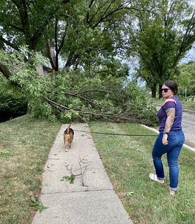 Tree down in the hood