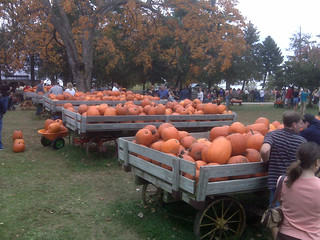 All sorts of pumpkins