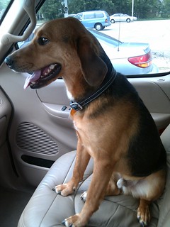 Driving - Drivin in my pickup truck... with my dog, garth brooks, ridin shotgun. it don't get any more coun...