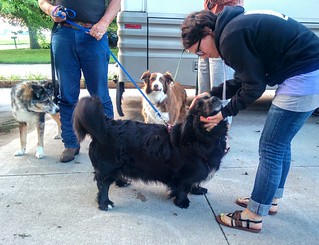 Half Newfoundland. Half basset hound.
