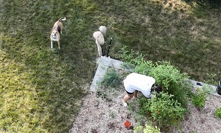 Garden - Durby is not sure about this drone