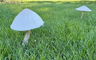 Lawn Shrooms