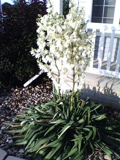 Some crazy plant at my house