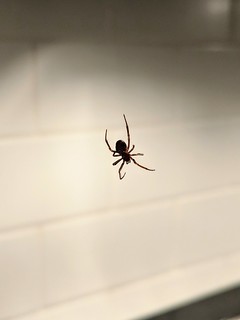 Spider - Spider in the kitchen