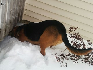 Huntin bunnies at Mom's house