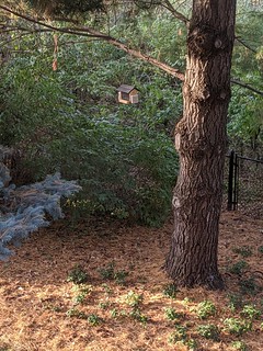 Hung a bird feeder from my Aunt Vicki