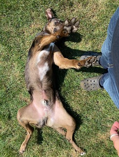 Benny Brooks - This dog...