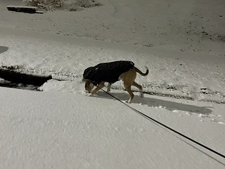 Snow - Hot on some animal tracks to the sewer