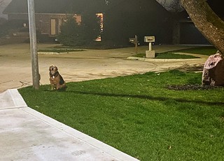 Covid-19 - Garth is tired of being in the house with us 24/7