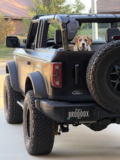 Dogs - Durby is ready to go