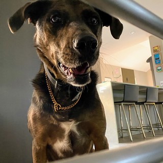 Benny Brooks - Gold chained butthole