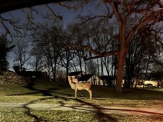 Deer - Night visitor.