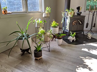 Kari’s plant collection is growing