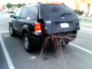 How to put a 9 foot tall dead tree in a Ford Escape