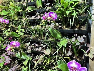 Home Ideas - Plant wall