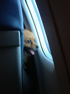 Just another dog looking out the window of a moving... jet.