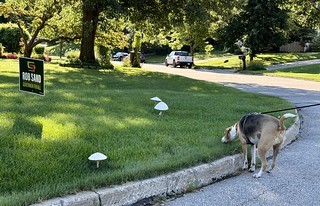 Wondering about these mushrooms