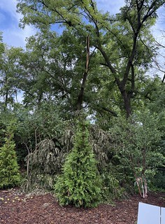 Neighbor's Walnut lost a huge limb on our fence. Missed the new trees by inches