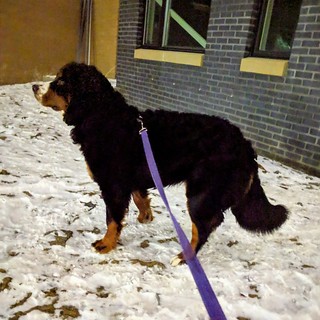 Walkin this big girl