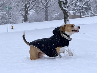 Dogs - Loving this deep snow