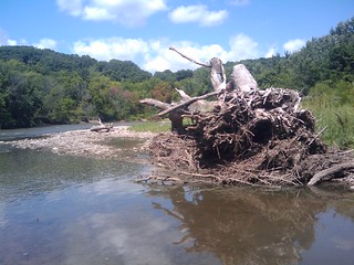 Kayaking - Tree Stumps at Stop Number 2