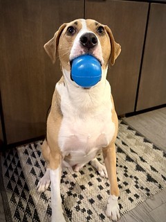 Dogs - Proud squeaker man