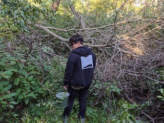 Some trees fell over our fence