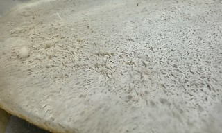 Homebrew - The beer is other worldly