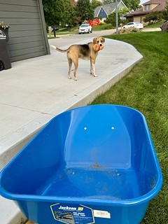 Durby - Durby is “helping” with the latest chip drop delivery