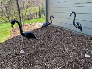 2737 - My flamingos