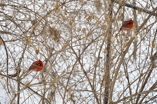 Wildlife - Back yard bright boys