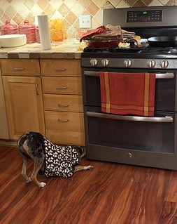 Piper - Piper found a Paella leak