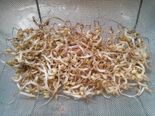 First sprout "harvest"