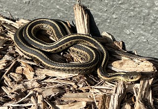 2737 - Hello, tiny yard snake.