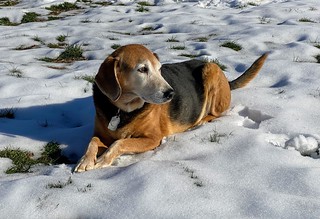 He just wanted to lay in the snow today...